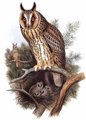 hibou_moyen-duc