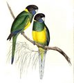 perruche_a_collier_jaune_1g