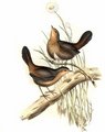 pycnoptile_compagnon