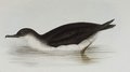 puffin_des_anglais