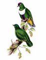 ptilope_de_rivoli