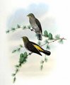 indicateur_a_dos_jaune