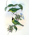 verdin_a_tete_jaune
