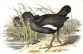gallinule_de_tasmanie