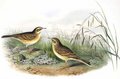 pipit_rousseline