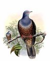carpophage_des_celebes