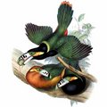 toucanet_a_bec_tachete