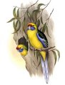 perruche_a_ventre_jaune