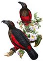 psittrichas_de_pesquet