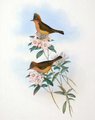 yuhina_a_ventre_roux