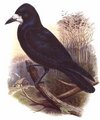 corbeau_freux_1g