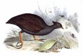megapode_de_reinwardt