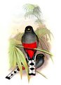 trogon_damoiseau
