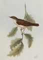 rossignol_philomele