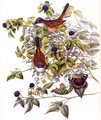 fauvette_grisette