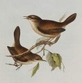 bouscarle_de_cetti