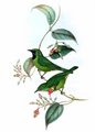 verdin_barbe-bleue