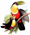 toucan_a_ventre_rouge
