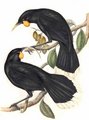 huia_dimorphe