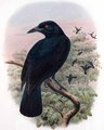 paradisier_corvin