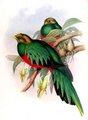 quetzal_dore