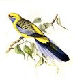 perruche_flaveole