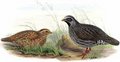 ophrysie_de_l_himalaya