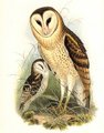 effraie_de_prairie_1g