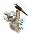 minivet_de_swinhoe