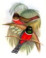 trogon_rosalba