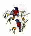 monarque_a_ventre_marron_1g