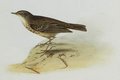 pipit_maritime