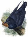 grand_corbeau