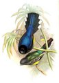 trogon_a_tete_noire