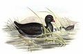 gallinule_sombre