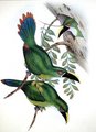 toucanet_des_andes