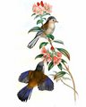 minla_a_ailes_bleues
