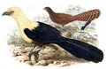 coucal_a_tete_fauve