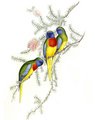 perruche_splendide