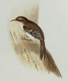 grimpereau_des_bois