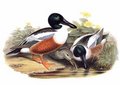 canard_souchet