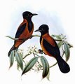 pitohui_variable