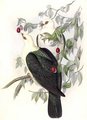 pigeon_leucomele