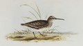 becasseau_falcinelle