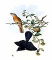 monarque_satine