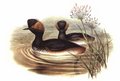 grebe_a_cou_noir