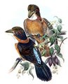 martin-chasseur_bec-en-cuillere