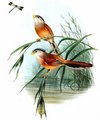 paradoxornis_du_yangtse