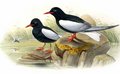 guifette_leucoptere