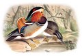 canard_mandarin